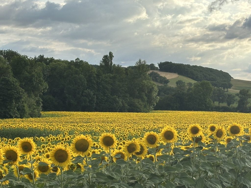 Sunflowers in bloom below the Gascon hills at Séailles