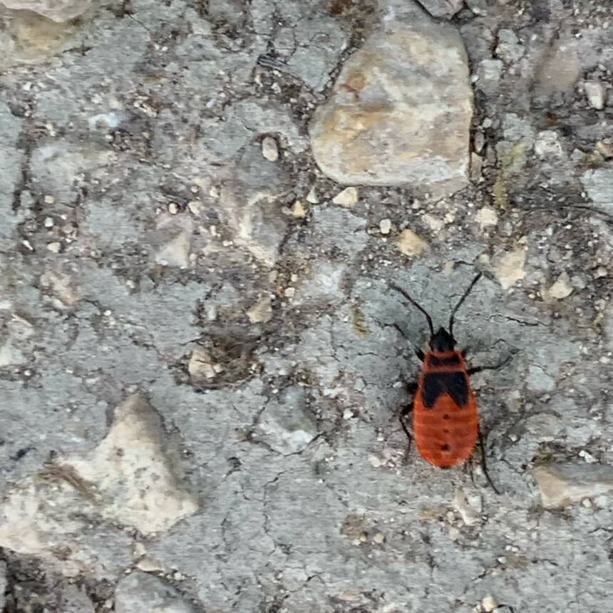 European firebugs.  Not dangerous or damaging to plants or animals, and kind of 
