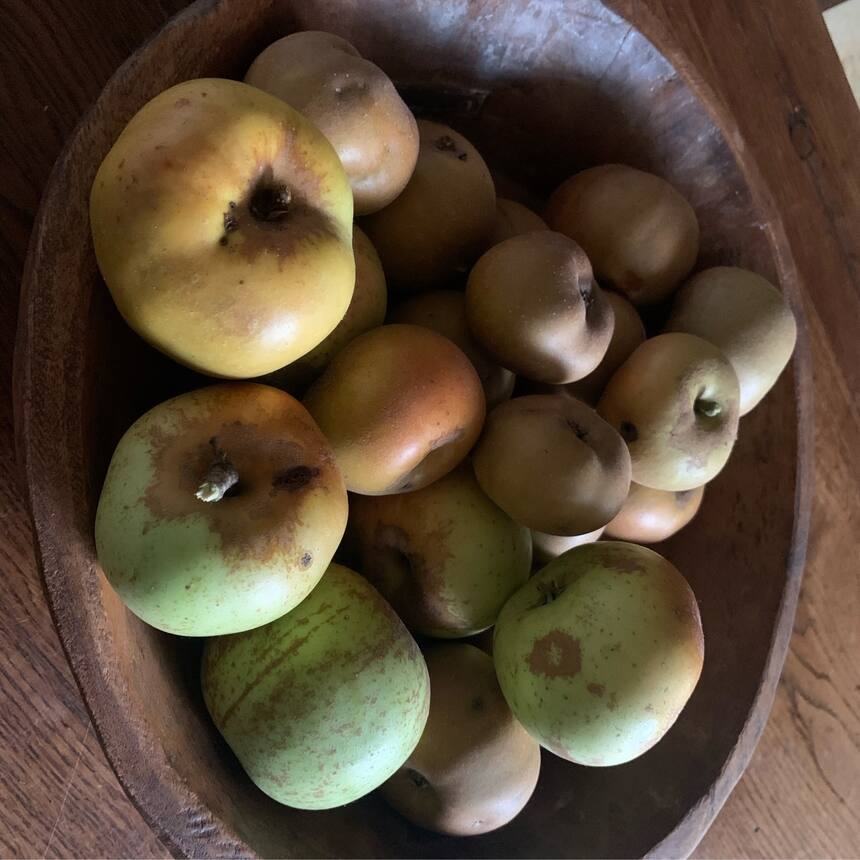 From the apple trees.  They aren’t really eating apples so we will make apple sa