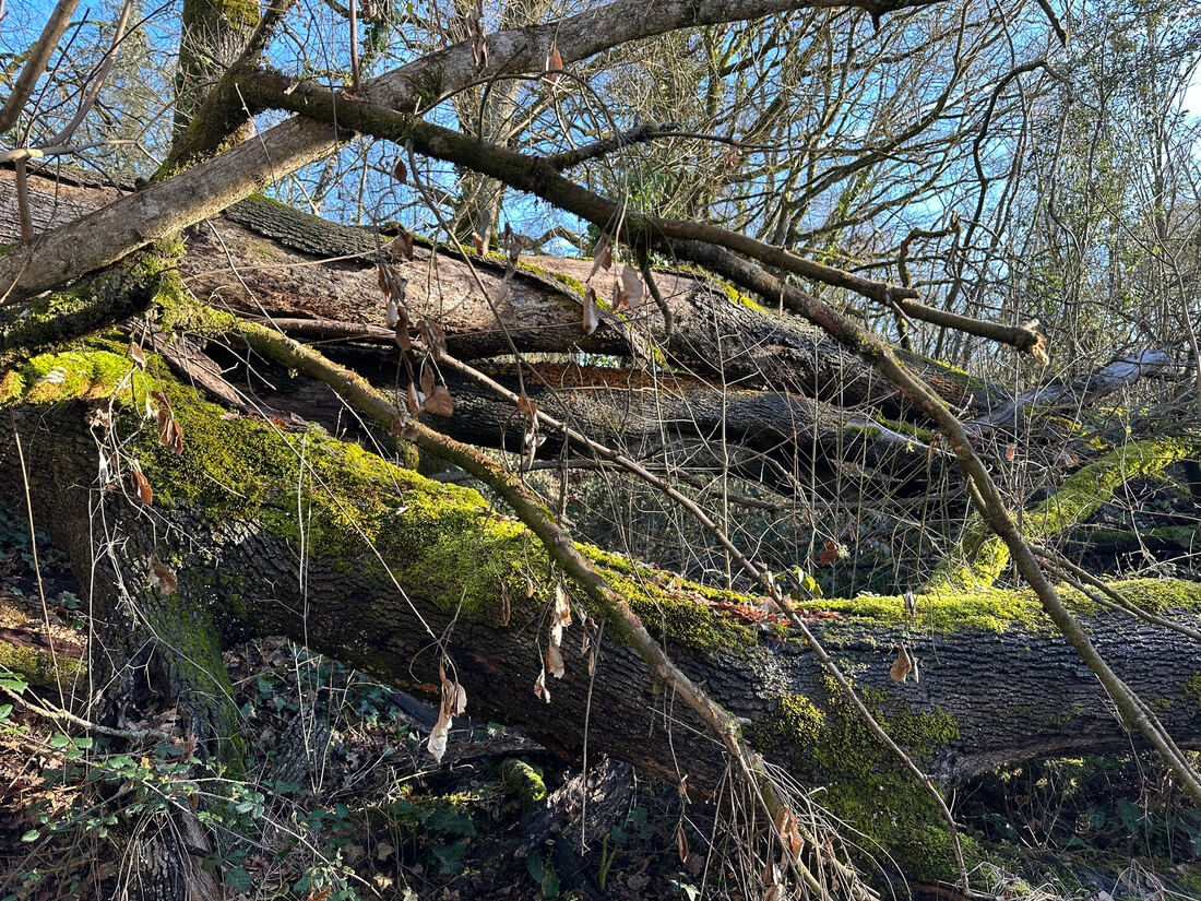 Big storms and downed trees last week. The wind came in from the north, which is